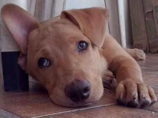 Cachorro ra a Labrador misturado com pitbull idade 2 anos nome Thor