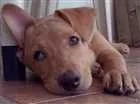 Cachorro raça Labrador misturado com pitbull idade 2 anos nome Thor