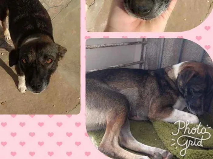 Cachorro ra a Sem raça definida  idade 2 anos nome Alemão e a gorda 