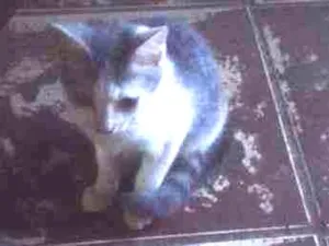 Gato raça vira/lata idade 2 a 6 meses nome sem nomes