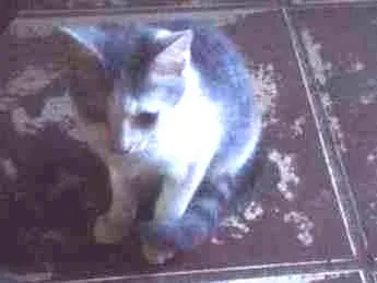 Gato ra a vira/lata idade 2 a 6 meses nome sem nomes