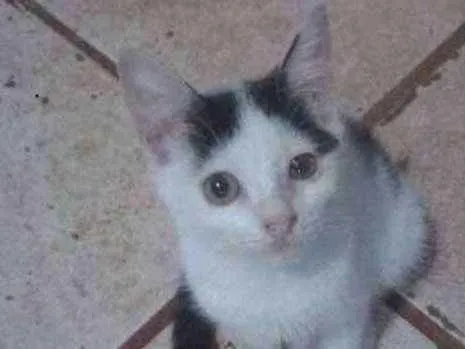 Gato ra a vira/lata idade 2 a 6 meses nome sem nomes