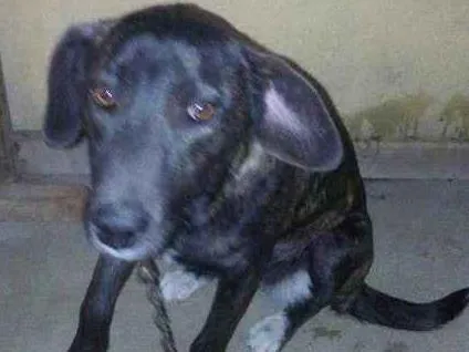 Cachorro raça VIRA LATA  idade 7 a 11 meses nome MEL