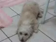 Belinha