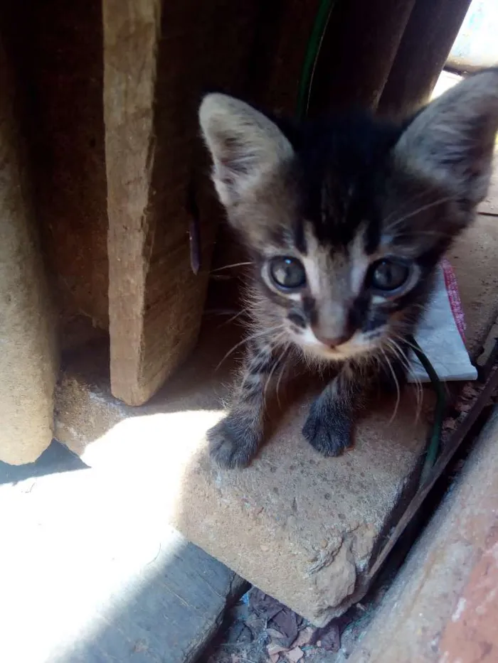 Gato ra a Vira lata idade Abaixo de 2 meses nome Bel