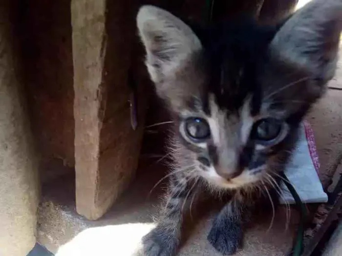 Gato ra a Vira lata idade Abaixo de 2 meses nome Bel