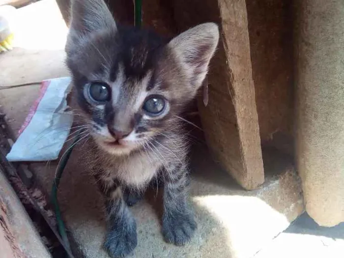 Gato ra a Vira lata idade Abaixo de 2 meses nome Bel