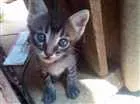 Gato raça Vira lata idade Abaixo de 2 meses nome Bel