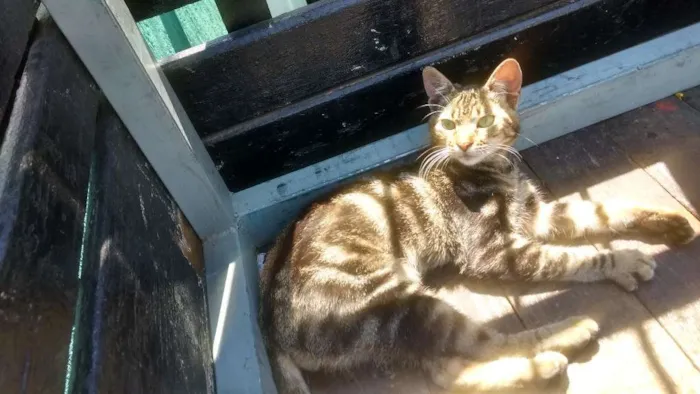 Gato ra a Indefinido idade 7 a 11 meses nome Não tem