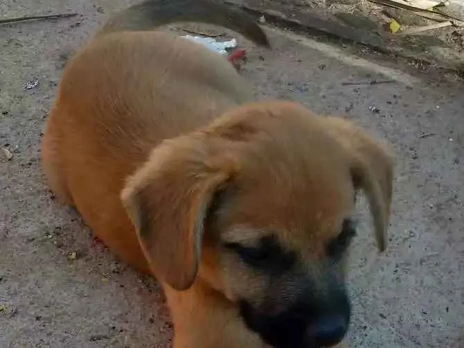 Cachorro ra a Sem raça idade 2 a 6 meses nome Morena