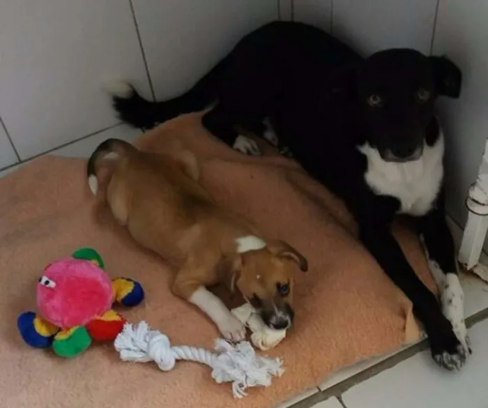 Cachorro ra a srd idade 1 ano nome Paola e Vitoria