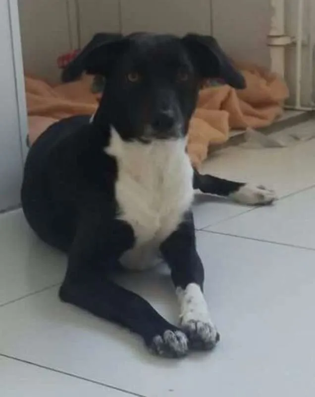 Cachorro ra a srd idade 1 ano nome Paola e Vitoria