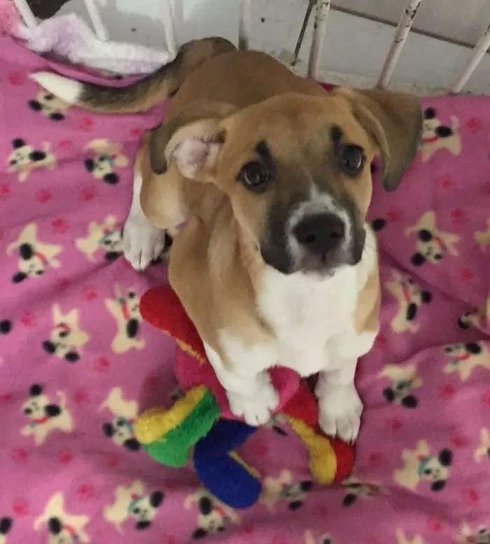 Cachorro ra a srd idade 1 ano nome Paola e Vitoria