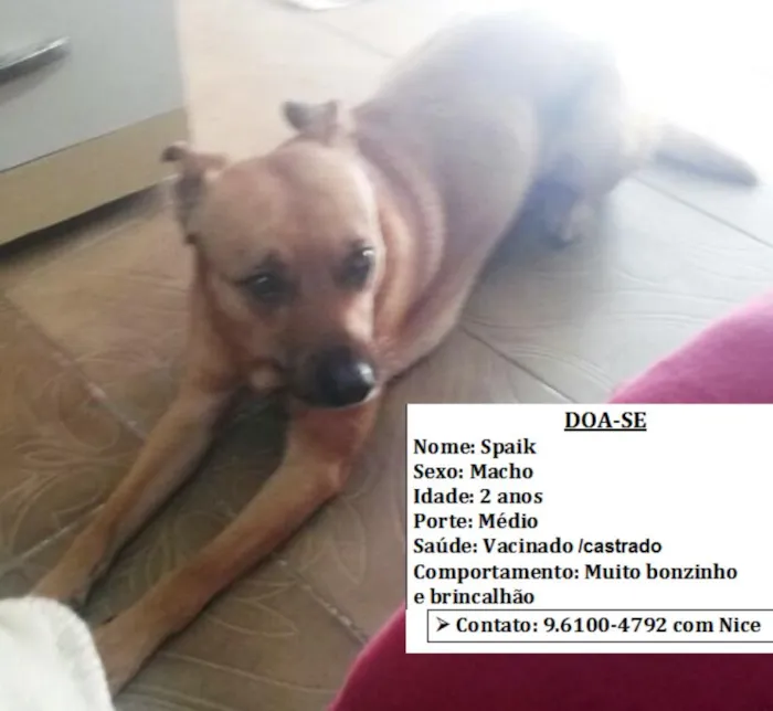 Cachorro ra a SRD idade 2 anos nome Spaik