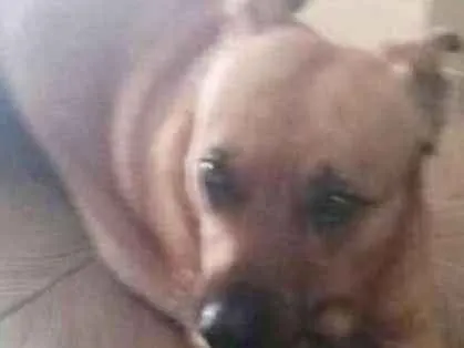 Cachorro ra a SRD idade 2 anos nome Spaik