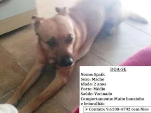 Cachorro raça SRD idade 2 anos nome Spaik