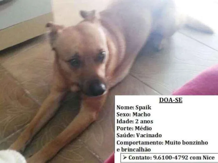 Cachorro ra a SRD idade 2 anos nome Spaik