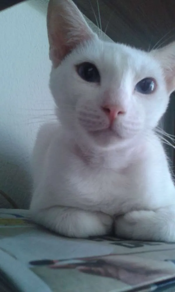 Gato ra a Srd idade 7 a 11 meses nome Gasparsinho