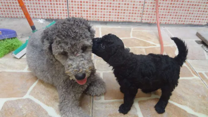 Cachorro ra a Poodle idade 3 anos nome sarita