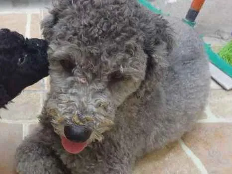 Cachorro ra a Poodle idade 3 anos nome sarita