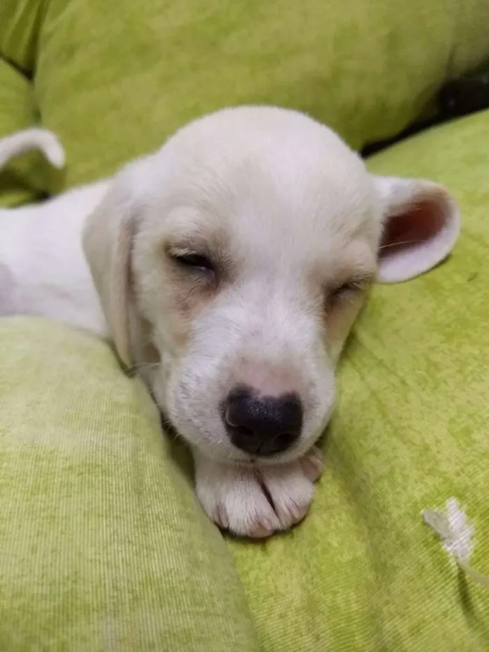 Cachorro ra a SRD idade 2 a 6 meses nome Snoopy
