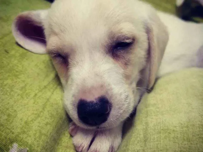 Cachorro ra a SRD idade 2 a 6 meses nome Snoopy