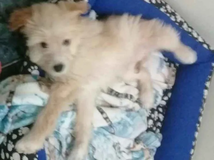 Cachorro ra a Indefinida idade 2 a 6 meses nome Mateo