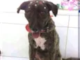 Luma