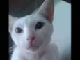 Gasparsinho