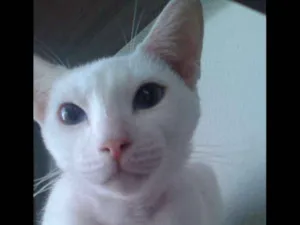 Gato raça Srd idade 7 a 11 meses nome Gasparsinho