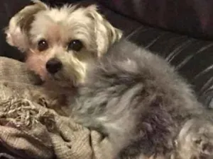 Cachorro raça Yorkshire idade 6 ou mais anos nome Luly