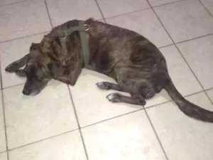 Cachorro raça Srd idade 2 anos nome Não sabemos.