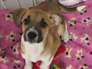 Cachorro raça srd idade 1 ano nome Paola e Vitoria