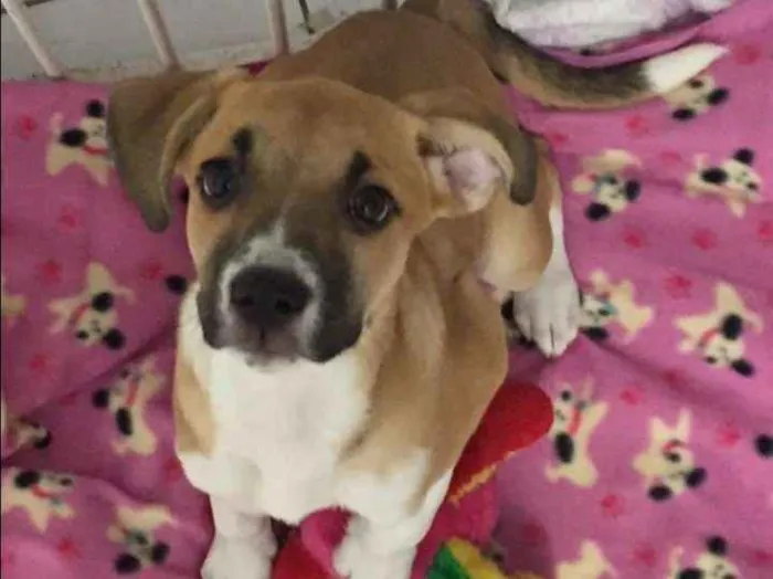 Cachorro ra a srd idade 1 ano nome Paola e Vitoria