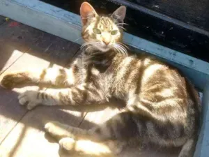Gato raça Indefinido idade 7 a 11 meses nome Não tem