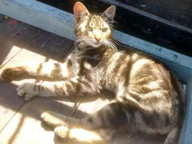 Gato ra a Indefinido idade 7 a 11 meses nome Não tem