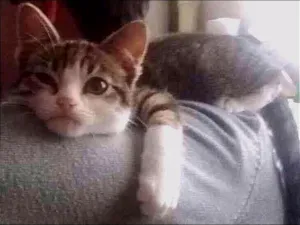 Gato raça Srd idade 2 a 6 meses nome Tempestade