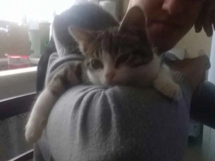Gato ra a Srd idade 2 a 6 meses nome Tempestade