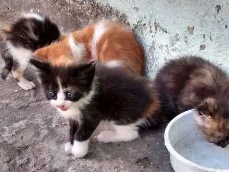 Gato raça SRD idade Abaixo de 2 meses nome Lili