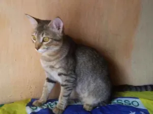 Gato raça S. R. D idade 2 a 6 meses nome Tiner
