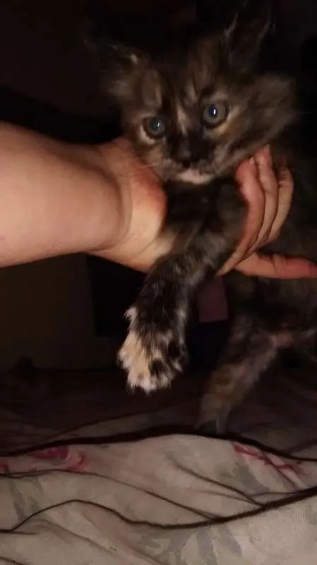 Gato raça SRD idade Abaixo de 2 meses nome Lili