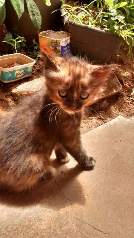 Gato raça SRD idade Abaixo de 2 meses nome Lili