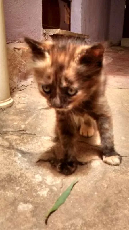 Gato raça SRD idade Abaixo de 2 meses nome Lili