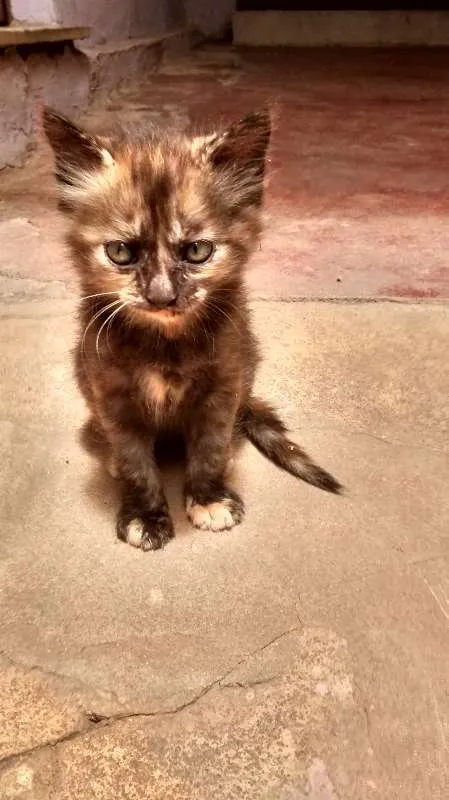 Gato raça SRD idade Abaixo de 2 meses nome Lili