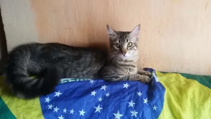 Gato raça S. R. D idade 2 a 6 meses nome Tina