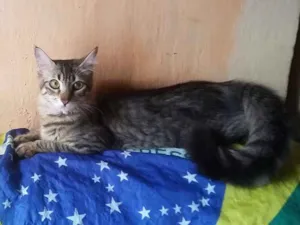 Gato raça S. R. D idade 2 a 6 meses nome Tina