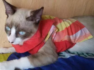 Gato raça Siamesa!  idade 2 a 6 meses nome Laila! 