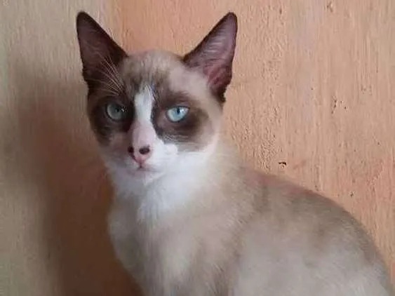 Gato raça Siamesa!  idade 2 a 6 meses nome Laila! 