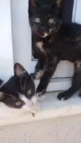 Gatinhas