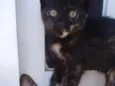 Gatinhas